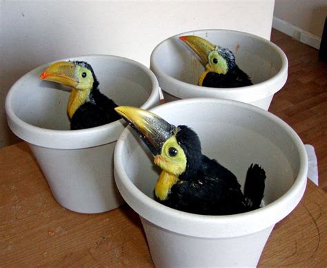 Meet The Adorable Baby Toucan Facts And Pictures