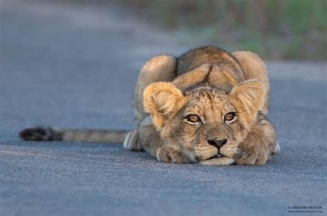 55 Adorable Pictures Of Lion Cubs You Must See