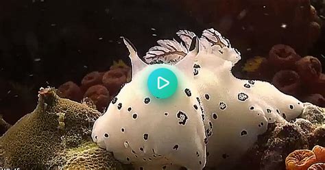 Marked Mature Because Of Nudibranch Content Album On Imgur