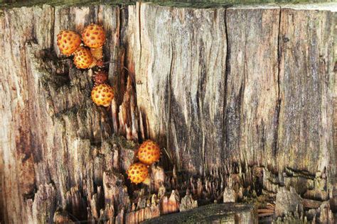 Mushrooms Growing On A Dead Tree Stump Near Marquette Michigan