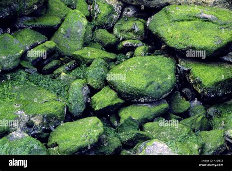 Algae Covered Rocks And Stones In A Dry Rock Pool At Low Tide On The
