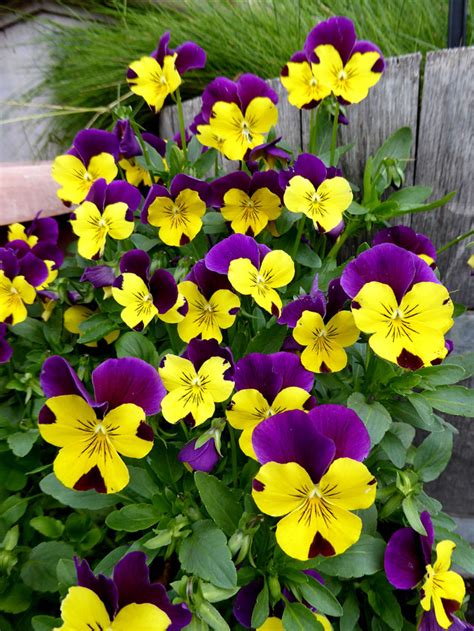 Viola X Wittrockiana Freefall Purple Wing Buy Online At Annies Annuals