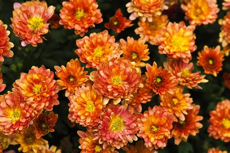 2560x1440 Wallpaper Red Orange And Yellow Flowers Peakpx