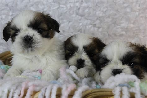 Shih tzus are extremely popular toy dogs and are adorable as puppies. Shih Tzu For Sale in Milwaukee County (6) | Petzlover