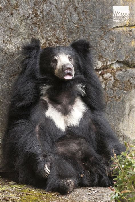 A nocturnal bear, melursus ursinus, native to south asia. New Year welcomes sloth bear twins!