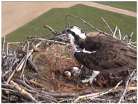 First Chick Hatches Under Sandpoint Osprey Cam The Spokesman Review