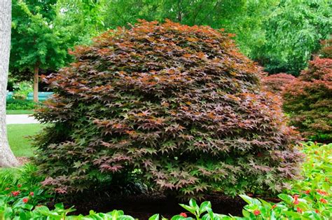 Acer Palmatum Rhode Island Red Japanese Maple Pots And Plants On