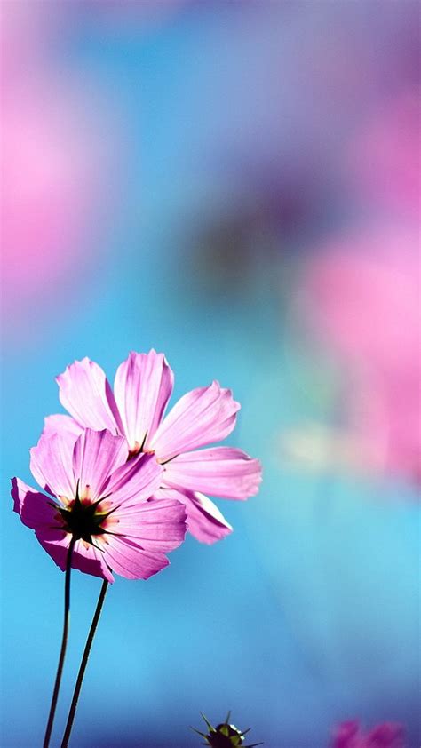 High quality mobile wallpapers for your android phone, free download choose from a wide range of mobile wallpapers and download the same without spending a rupee. Beautiful Flowers DOF Smartphone Wallpapers ⋆ GetPhotos