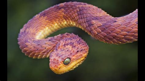 Top 10 Most Exotic Snakes Amazing Discovery Youtube