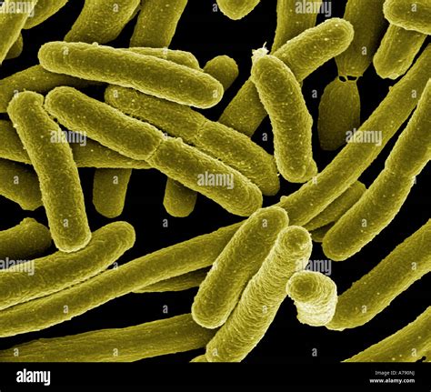 Escherichia Coli Bacteria Fotos e Imágenes de stock Alamy