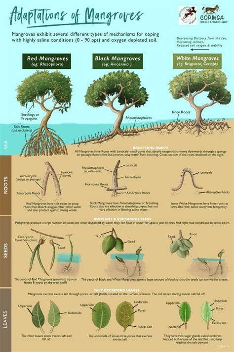 Anfänglich Theseus Algebraisch Mangrove Tree Adaptations Geh Zur Arbeit