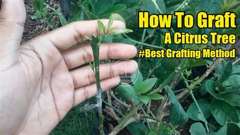 How To Graft Citrus Best Grafting Method Youtube