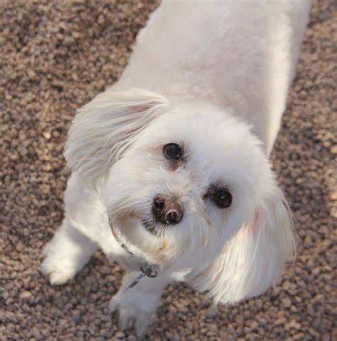 Arizona Small Dog Rescue Nonprofit In Phoenix Az