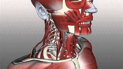 17.11.2015 · neck anatomy explained the neck begins at the base of the skull and connects to the thoracic spine (the upper back). Neck Muscles Anatomy - Posterior Triangle, Prevertebral ...