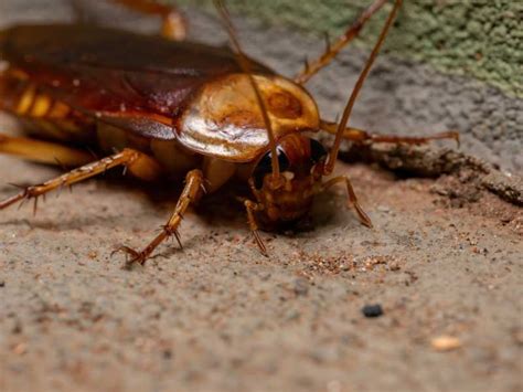 How To Identify And Control American Cockroaches In Your Home And Yard