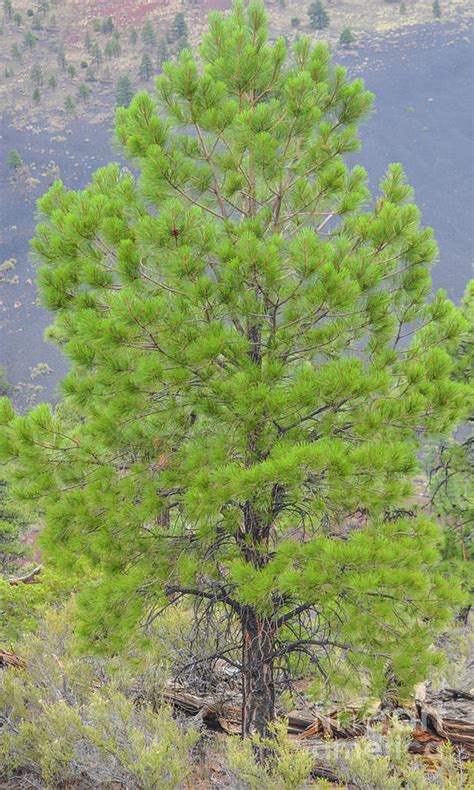 Ponderosa Pine Trees With Tephra Volcanic Ash On The Mountain Slopes In