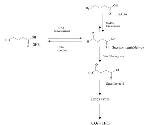 Figure From Determination Of Gamma Hydroxybutyrate GHB In Biological Specimens By