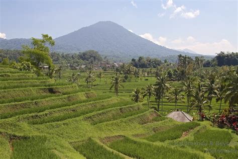 A Guide To Visiting Jatiluwih Rice Terraces In Bali Indonesia