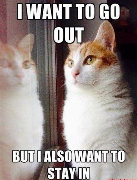 Pin By Cynthia Babcock On Cats So Funny Funny Grumpy Cat Memes Funny