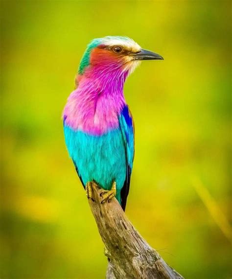The Beautiful Yet Feisty Lilac Breasted Roller Bird Africas Most Colorful Bird Lilac