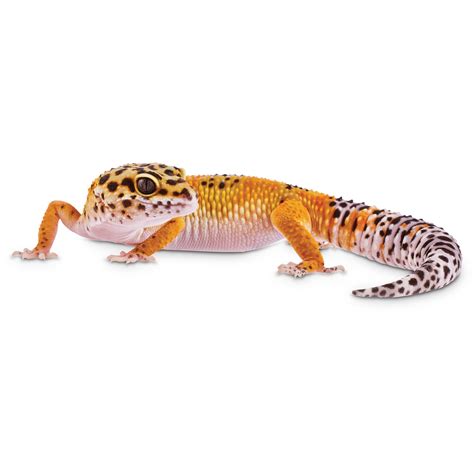 Leopard Geckos For Sale Buy Pet Leopard Geckos Petco