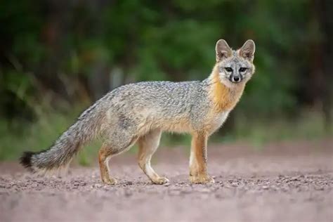 Gray Fox Facts Size Diet Pictures All Animal Facts
