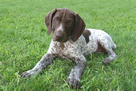 German Shorthaired Pointer Puppy Wallpapers Wallpaper Cave