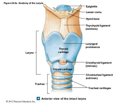 Larynx Anatomy And Function And Mcqs For Neet Gpat Ugc Net Jrf