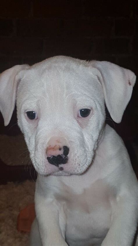Browse 734 american bulldog stock photos and images available, or search for american bulldog puppy to find more great stock photos and. American bulldog puppies | in Seaham, County Durham | Gumtree