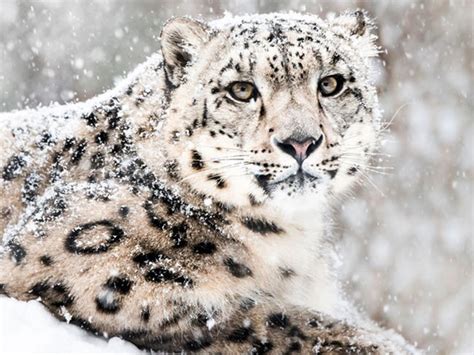 10 Datos Que Debes Saber Sobre El Leopardo De Las Nieves National