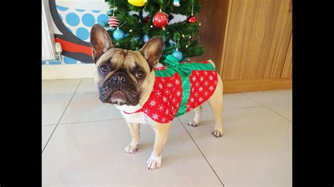 Our unique french bulldog gifts, apparel and french bulldog stuffed animals at animal den are favorites for owners and fans of lively dogs nicknamed frenchies. A French Bulldog Christmas Tale - YouTube