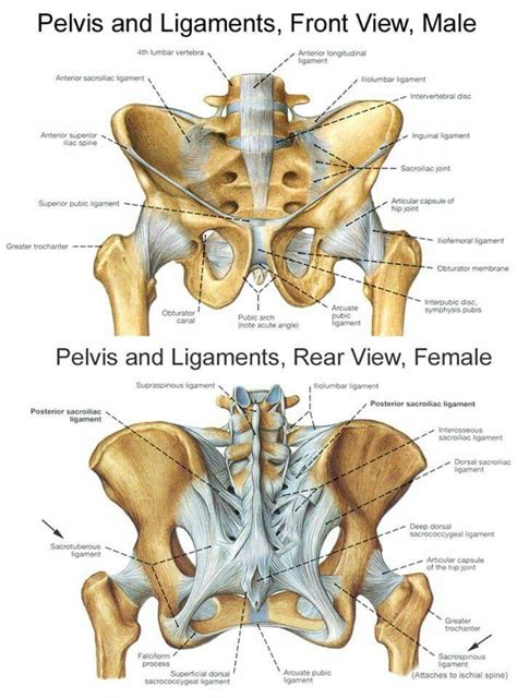 Bones of left lower limb. Pelvis and ligaments | Анатомия йоги, Анатомия человека ...