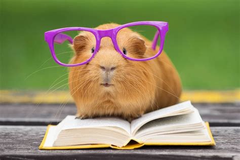 Are Guinea Pigs Smart 6 Fascinating Facts Pet Keen