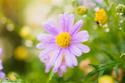 Beautiful Fresh Daisy Flowers With Water Drops On Meadow Stock Photo