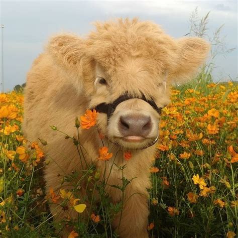 𝐅𝐨𝐥𝐥𝐨𝐰 𝐟𝐫𝐞𝐝𝐝𝐢𝐝𝐮𝐡🐉 Fluffy Cows Cute Baby Cow Fluffy Animals