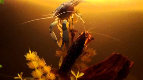 Rainbow Crayfish And Electric Blue Crayfish Breeding Or Friendship