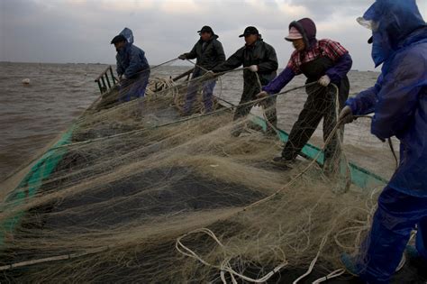 Podcast The History Of Overfishing In China