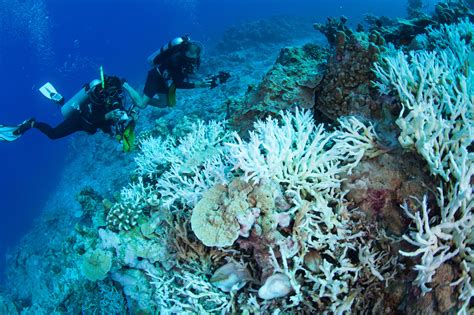 Giant Coral Reef In Protected Area Shows New Signs Of Life The New