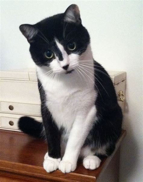 Tuxedo Cat Names Perfect Choice Samoreals Cute Cats And Kittens