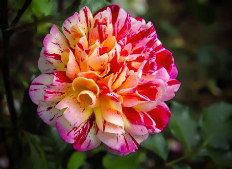 multicolored rose sally hale flickr