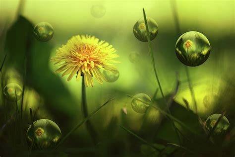 Dandelion Magic Digital Art By Gary Yost Pixels