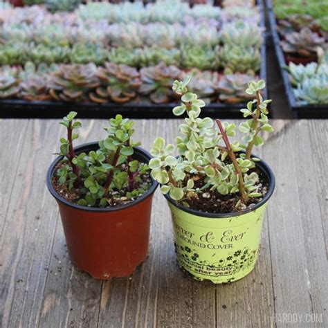 Shop 4 Inch Succulents At Harddy Harddy