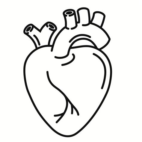 Drawing Of The A Of The Human Heart Illustrations Royalty Free Vector