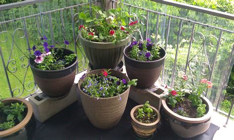 Ideas For Container Gardening And Drip Irrigation For Pots
