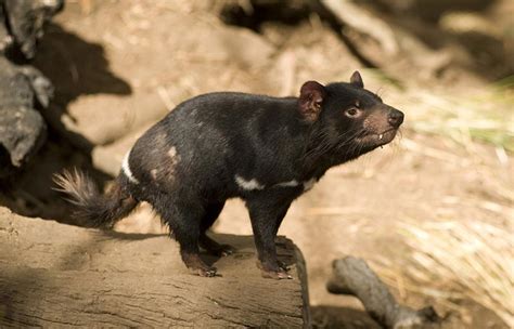 They can reach the age of around five years old in the wild. Tasmanian Devils - Bush Heritage Australia