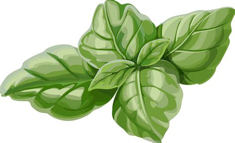 Download A Close Up Of A Plant 100 Free Fastpng