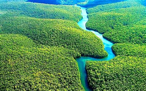 42 Удивительные факты о тропических лесах вещи 2024