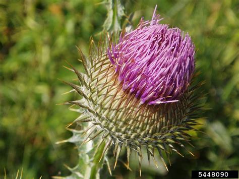 Scotch Thistle Onopordum Acanthium