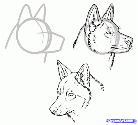 Your new paper will be gridded 1.5×1.5 inches on a 12×15 inch paper. Pix For > Wolf Human Hybrid Drawing | Hybrid dogs, Wolf dog, Wolfdog hybrid