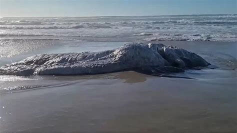 Monstro Marinho é Encontrado Em Praia Nos Estados Unidos 180graus